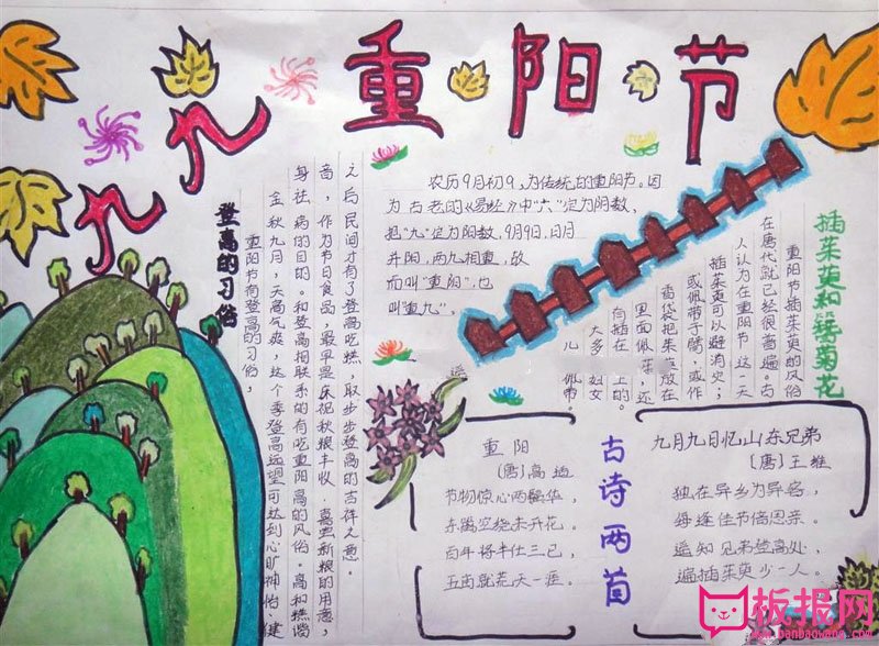 九九重阳节手抄报图片，插茱萸和簪菊花的习俗