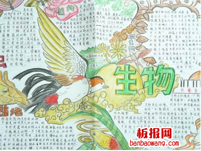 生物手抄报