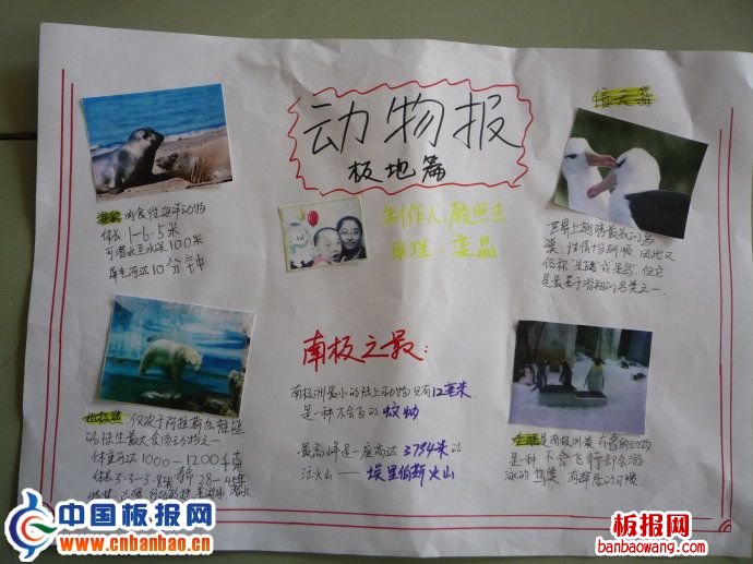 极地动物手抄报