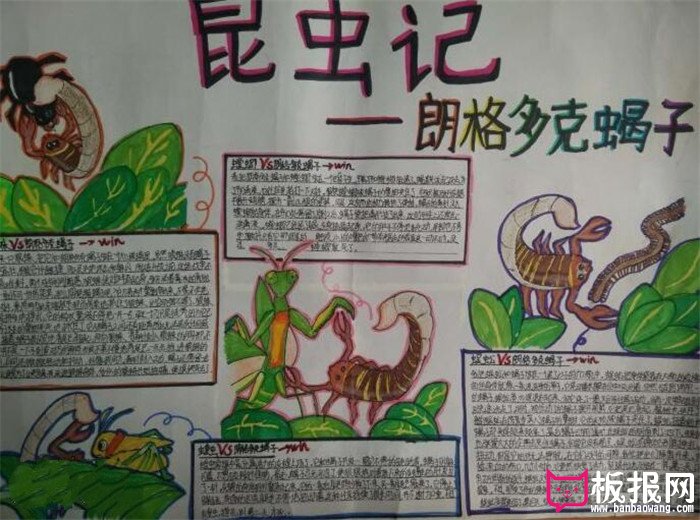 昆虫记小报，生物手抄报