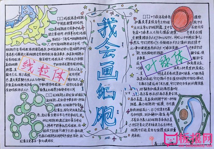 简单的生物手抄报图片，我会画细胞
