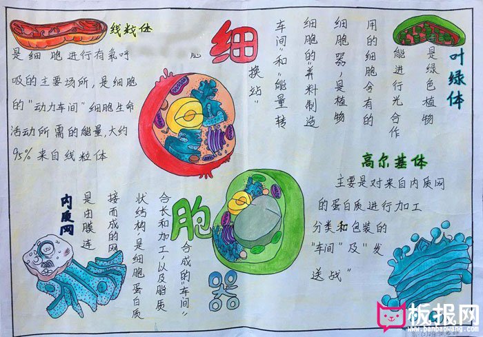 漂亮的生物手抄报图片，细胞器