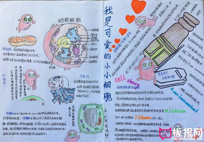 漂亮的8年级生物手抄报，我是可爱的小小细胞