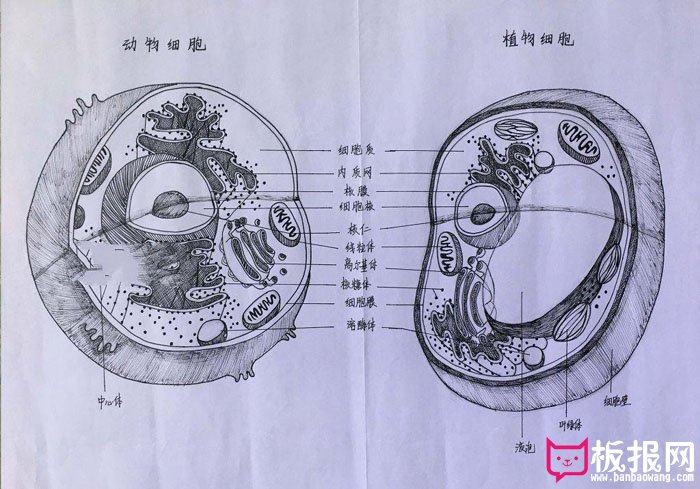 漂亮的生物手抄报图片，动物细胞和植物细胞