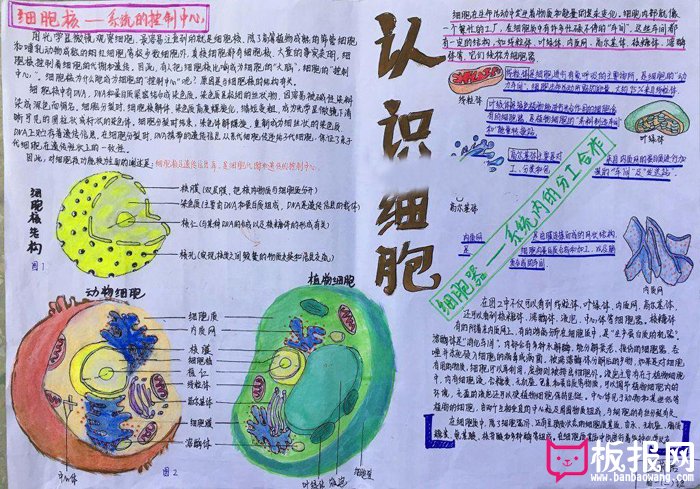 漂亮的生物手抄报图片，认识细胞