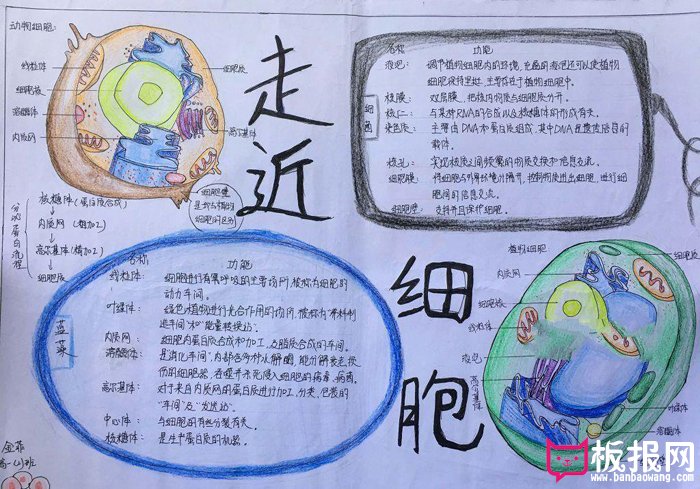 漂亮的生物手抄报图片，走进细胞