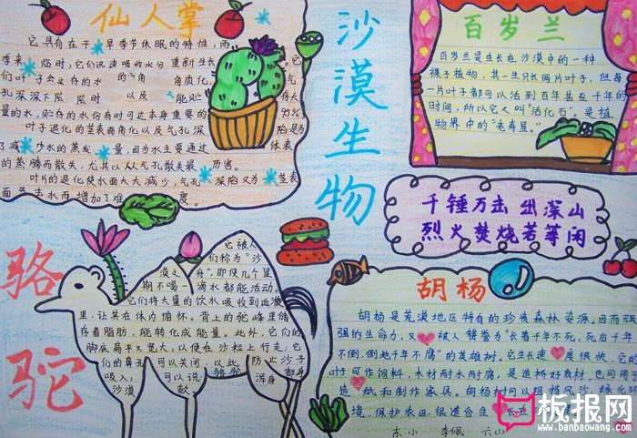 简单的生物手抄报图片，沙漠生物