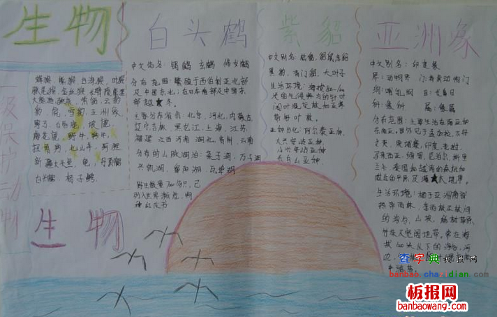 生物学手抄报