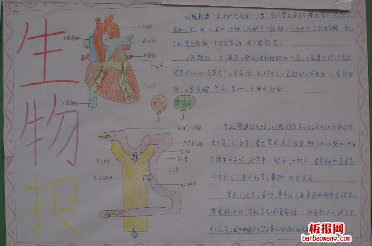 关于生物手抄报