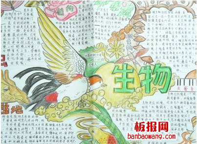 生物的手抄报