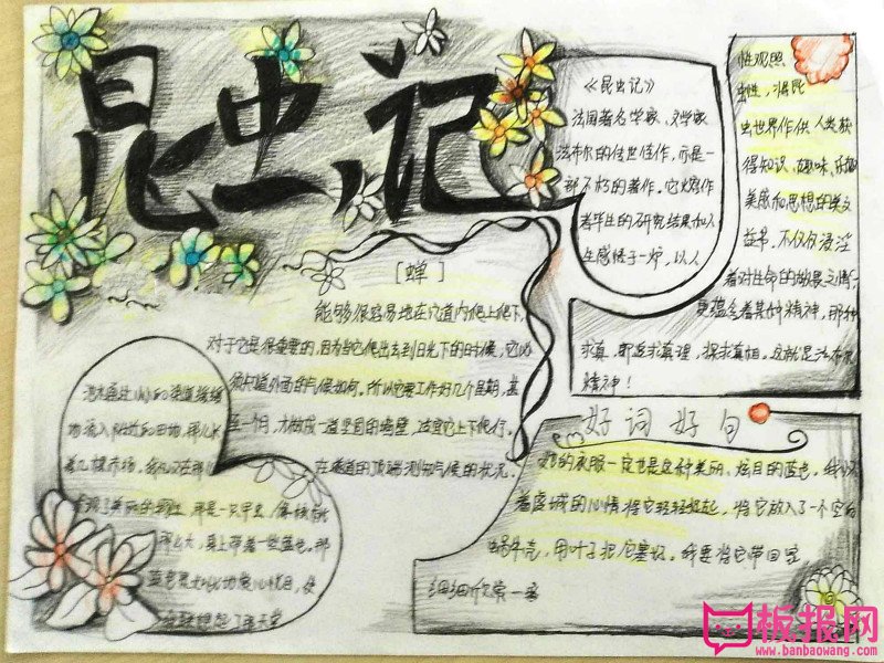名著手抄报，读昆虫记有感