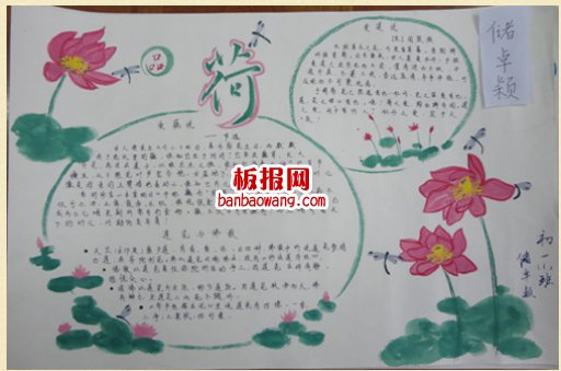 荷花手抄报