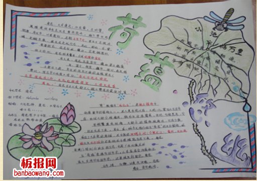 夏日荷花手抄报